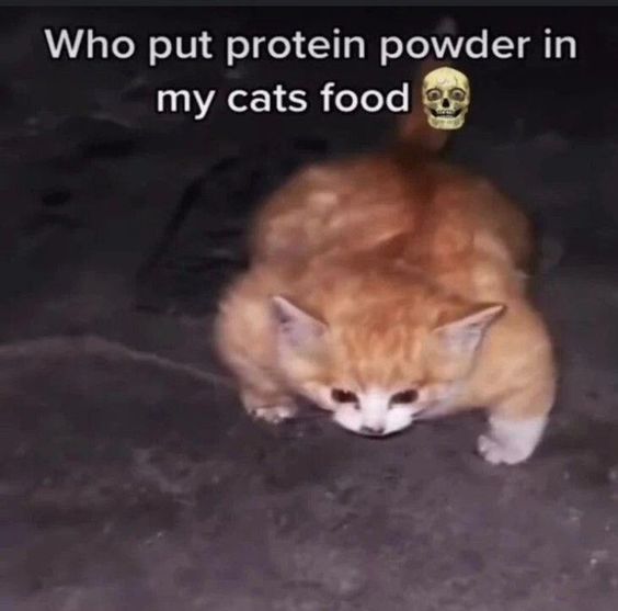 yay cat memes yay cat memes