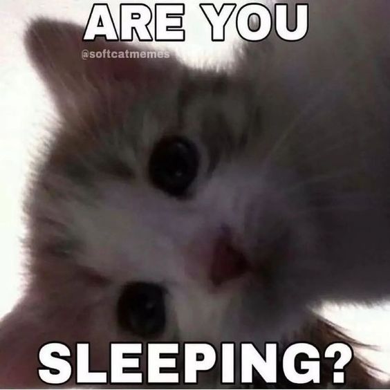 ye olde cat memes ye olde cat memes