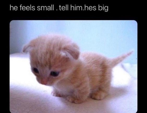 yelling cat memes yelling cat memes