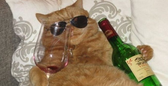 100 Funny And Relatable Cat Memes You’ll Laugh at Every Time