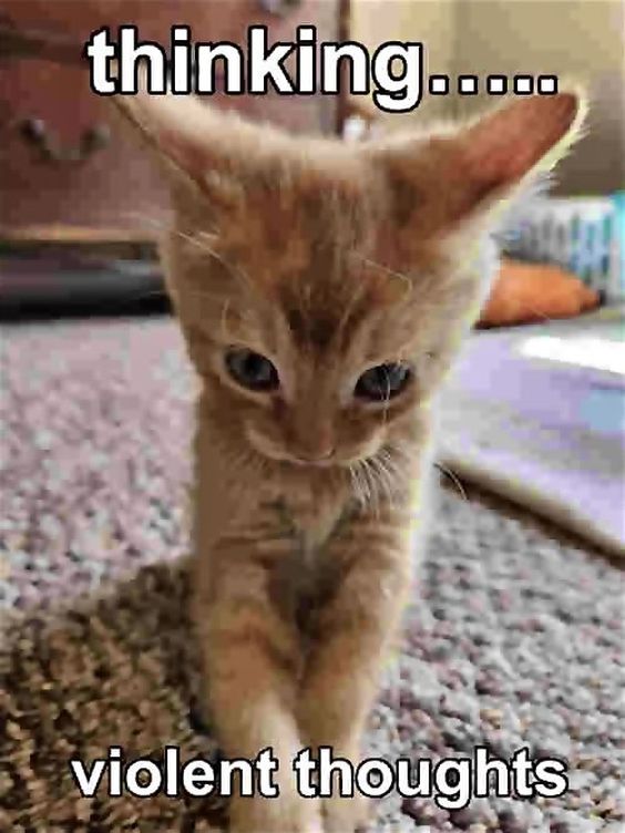 youtube shorts cat memes youtube shorts cat memes