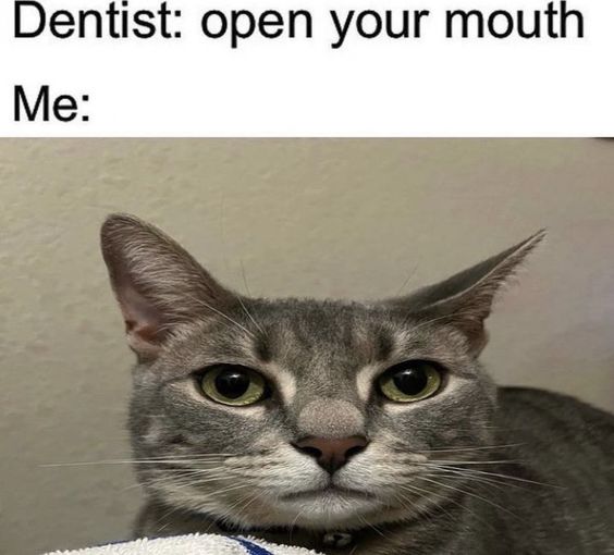 yule cat memes yule cat memes