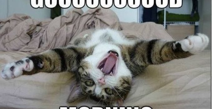 50 Good Morning Memes And Images for Good Morning