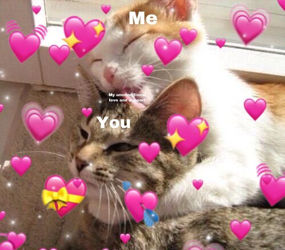 cute animal i love you memes