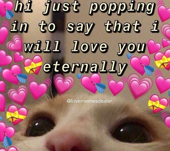 cute animal love memes