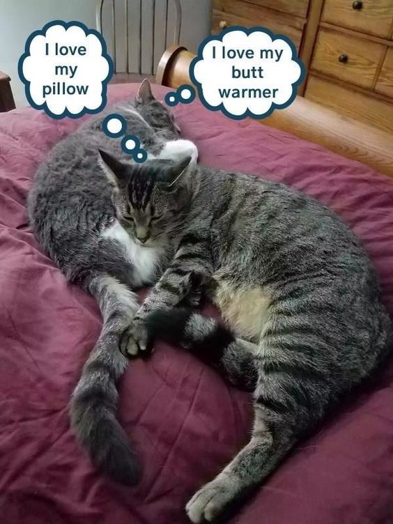 cute love boyfriend memes