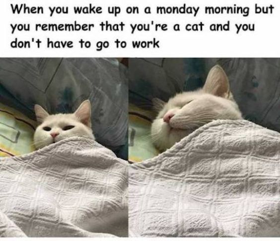 yes monday meme relatable yes monday meme relatable