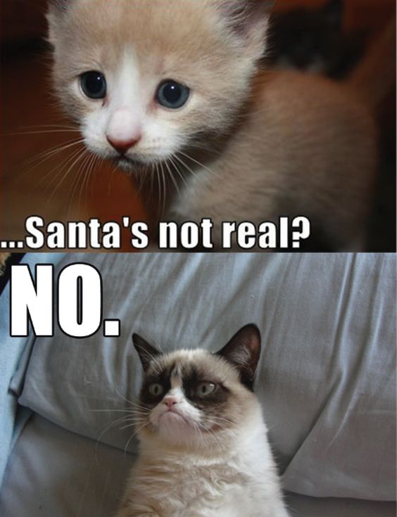 funny grumpy cat memes gif