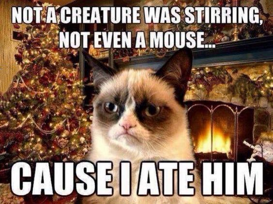 funny grumpy cat memes pictures