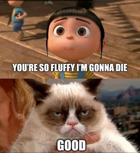 funny grumpy cat pictures
