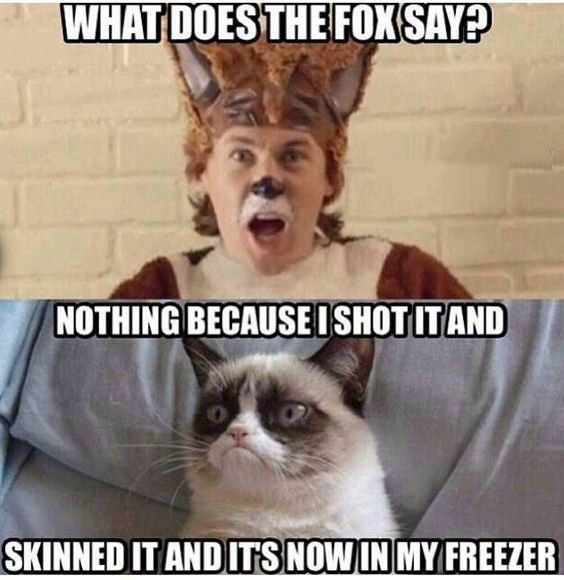 hilarious grumpy cat memes