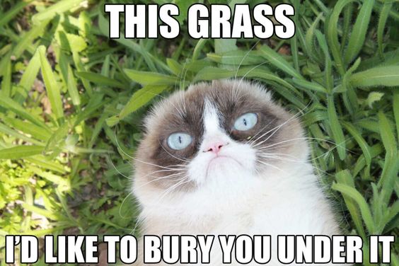 super funny grumpy cat memes